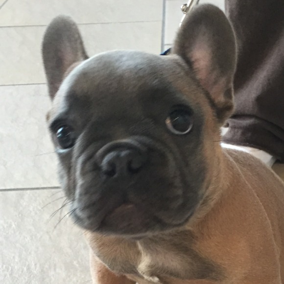 Meet your Posher, Susan - Picture 1 of 1